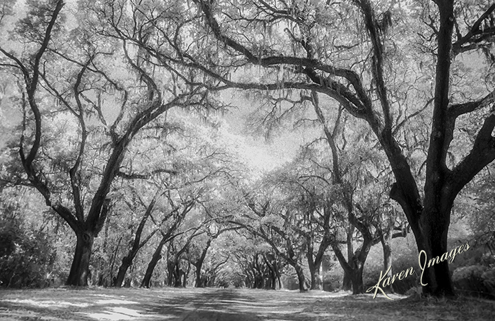 A black and white image of fine art photography of Wormsloe in Savannah, Georgia photographed by Atlanta Fine Art Photographer Karen Images